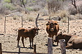 NAMIB0084_DSC02012 - Bernhard Saalfeld