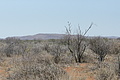 NAMIB0087_DSC02015 - Bernhard Saalfeld