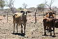 NAMIB0089_DSC02017 - Bernhard Saalfeld