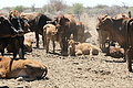 NAMIB0091_DSC02019 - Bernhard Saalfeld