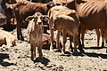 NAMIB0094_DSC02022 - Bernhard Saalfeld