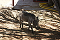 NAMIB0107_DSC02031 - Bernhard Saalfeld