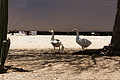 NAMIB0108_DSC02032 - Bernhard Saalfeld
