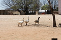 NAMIB0109_DSC02033 - Bernhard Saalfeld