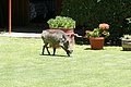NAMIB0111_DSC02035 - Bernhard Saalfeld