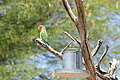 NAMIB0115_DSC02039 - Bernhard Saalfeld