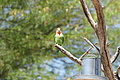 NAMIB0117_DSC02041 - Bernhard Saalfeld