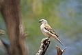 NAMIB0119_DSC02043 - Bernhard Saalfeld