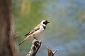 NAMIB0121_DSC02046 - Bernhard Saalfeld