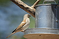 NAMIB0122_DSC02047 - Bernhard Saalfeld