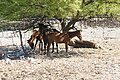 NAMIB0125_DSC02051 - Bernhard Saalfeld