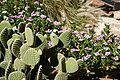 NAMIB0129_DSC06486 - Bernhard Saalfeld