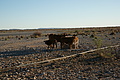 NAMIB0134_DSC06490 - Bernhard Saalfeld