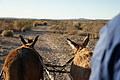 NAMIB0136_DSC06492 - Bernhard Saalfeld