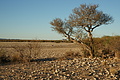 NAMIB0137_DSC06493 - Bernhard Saalfeld