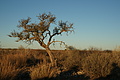 NAMIB0139_DSC06495 - Bernhard Saalfeld