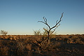 NAMIB0140_DSC06496 - Bernhard Saalfeld