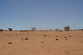 NAMIB0177_DSC02073 - Bernhard Saalfeld