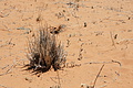 NAMIB0179_DSC02075 - Bernhard Saalfeld