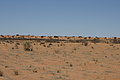 NAMIB0181_DSC02077 - Bernhard Saalfeld
