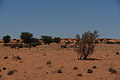 NAMIB0184_DSC06522 - Bernhard Saalfeld