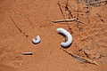 NAMIB0188_DSC06526 - Bernhard Saalfeld