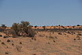 NAMIB0192_DSC06530 - Bernhard Saalfeld