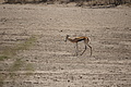 NAMIB0195_DSC02083 - Bernhard Saalfeld