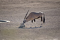 NAMIB0196_DSC02084 - Bernhard Saalfeld