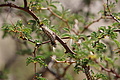 NAMIB0203_DSC06539 - Bernhard Saalfeld