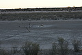 NAMIB0217_DSC02096 - Bernhard Saalfeld