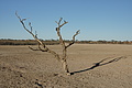 NAMIB0231_DSC02112 - Bernhard Saalfeld
