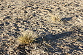 NAMIB0235_DSC02116 - Bernhard Saalfeld