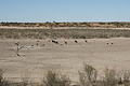 NAMIB0242_DSC02124 - Bernhard Saalfeld