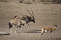 NAMIB0243_DSC02125 - Bernhard Saalfeld