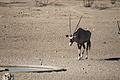 NAMIB0244_DSC02126 - Bernhard Saalfeld