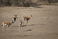NAMIB0245_DSC02127 - Bernhard Saalfeld