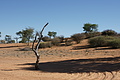 NAMIB0250_DSC02132 - Bernhard Saalfeld