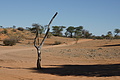 NAMIB0254_DSC02135 - Bernhard Saalfeld