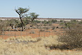 NAMIB0257_DSC02138 - Bernhard Saalfeld