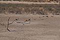 NAMIB0260_DSC06545 - Bernhard Saalfeld