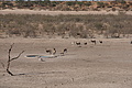 NAMIB0262_DSC06546 - Bernhard Saalfeld