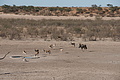 NAMIB0263_DSC06547 - Bernhard Saalfeld