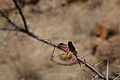 NAMIB0304_DSC06571 - Bernhard Saalfeld