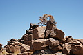 NAMIB0310_DSC06577 - Bernhard Saalfeld