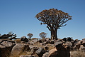 NAMIB0318_DSC06585 - Bernhard Saalfeld
