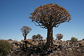NAMIB0319_DSC06586 - Bernhard Saalfeld