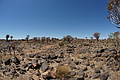 NAMIB0320_DSC06587 - Bernhard Saalfeld
