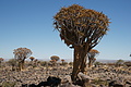 NAMIB0328_DSC06595 - Bernhard Saalfeld