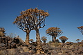NAMIB0334_DSC06601 - Bernhard Saalfeld